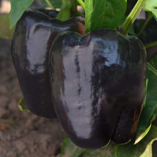 Purple Beauty