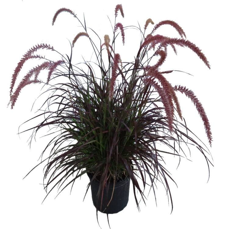Purple Fountain Grass