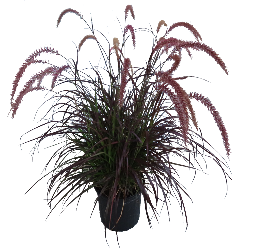 purple Fountain grass for fall decorations