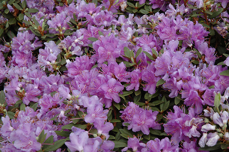 purple flowers of Purple Gem Rhododendron bush