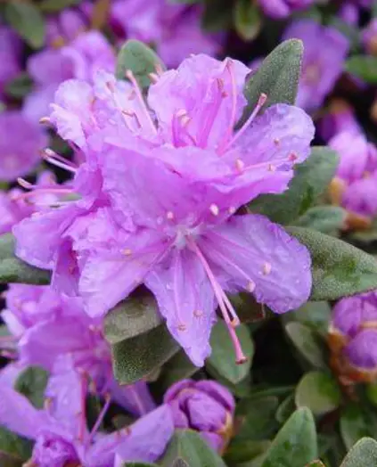 Purple Gem