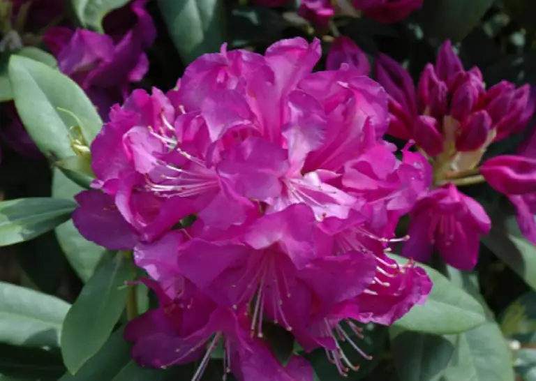 Purple Passion
