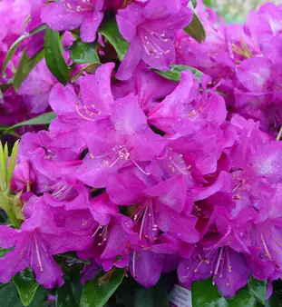 Purple Passion Rhododendron