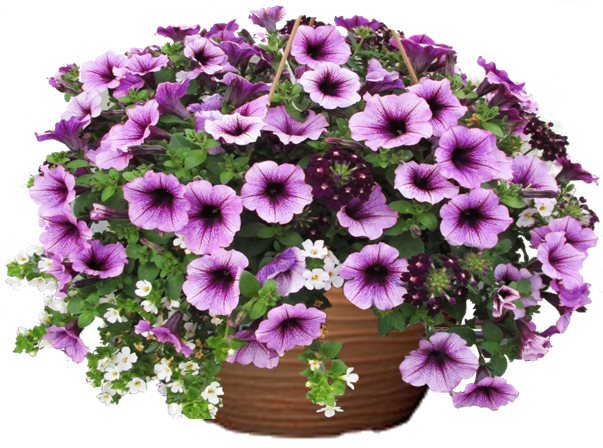 Purple Splashes