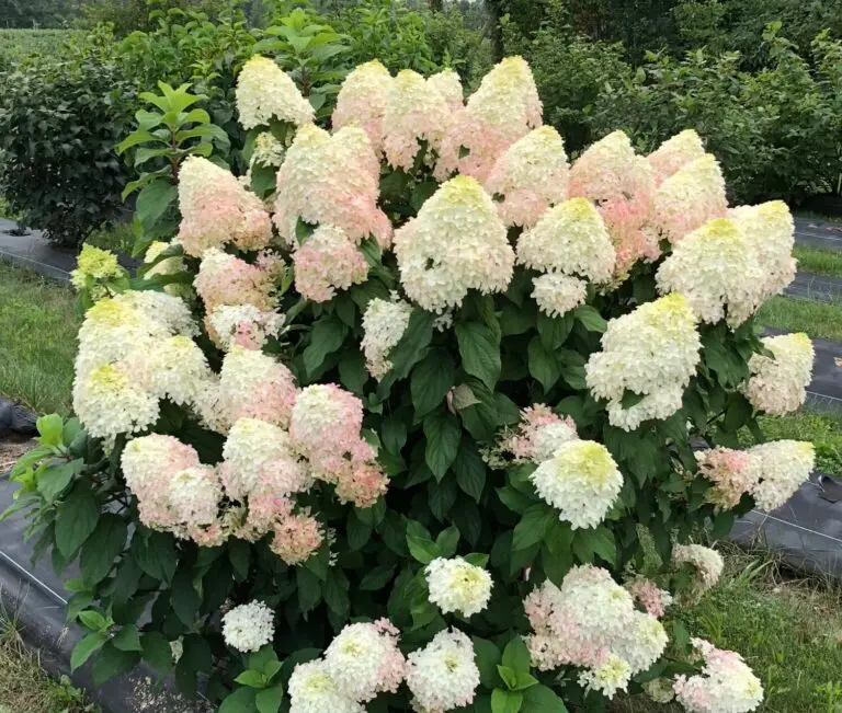 Quick Fire Fab Hydrangea