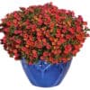 Calibrachoa Rainbow Orange Oasis
