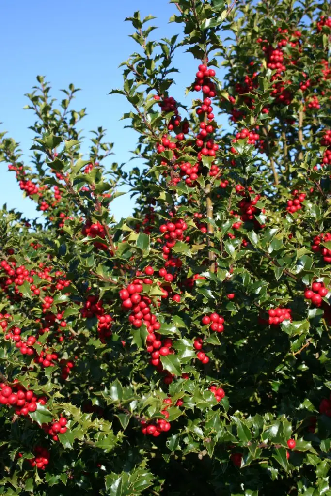 red berries of Red Beauty pyramidal Holly plant