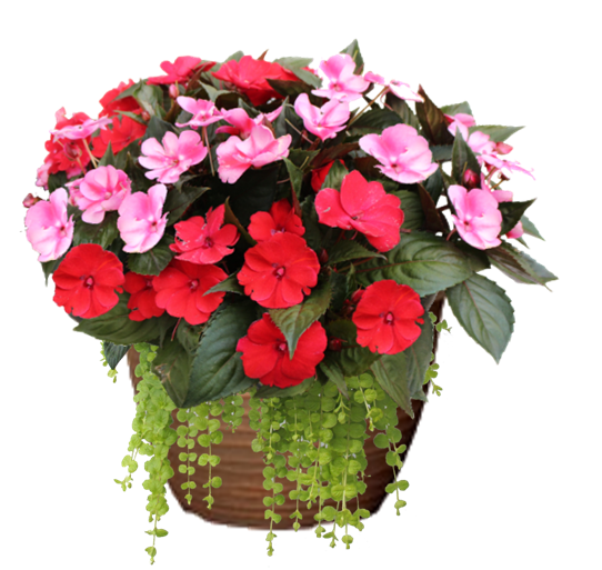 Red Candy Mix SunPatiens Hanging Basket w/Jenny