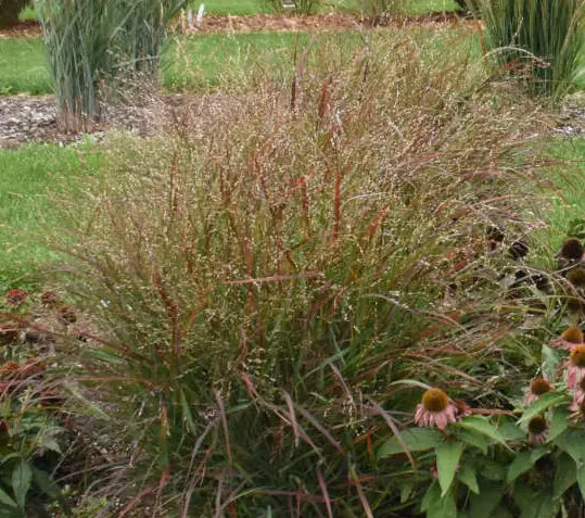 Ornamental Grass Red Flame