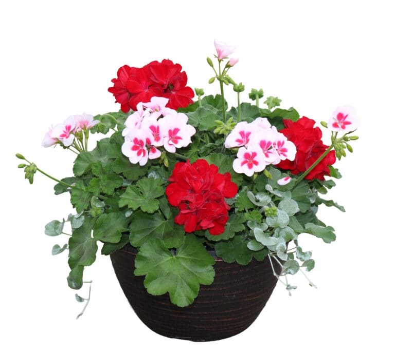 Dichondra