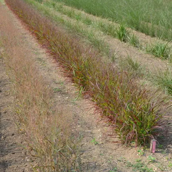 Ornamental Grass Red Flame