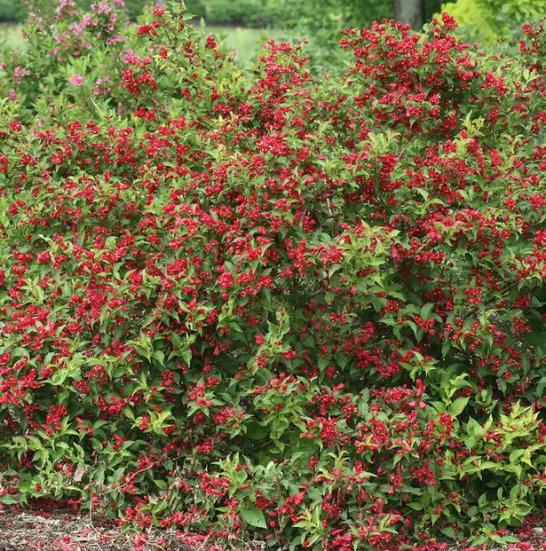 Sonic Bloom Red Weigela