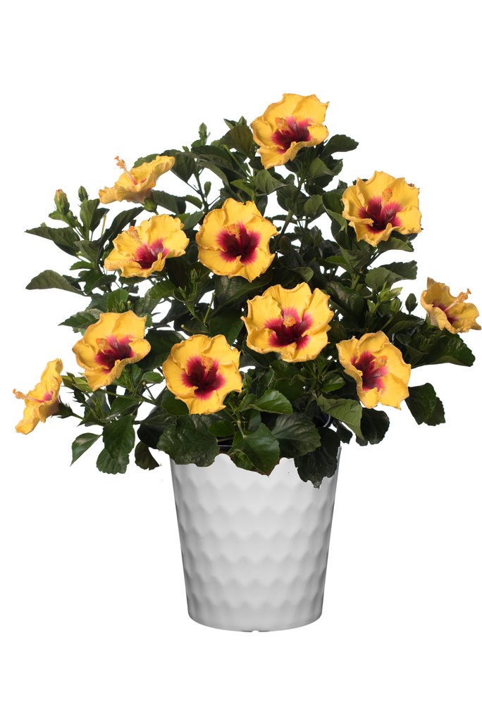 Yellow Hollywood Hibiscus Rico Sauve