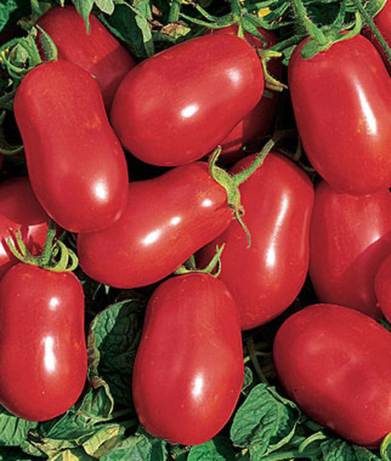 Roma Tomato Plants for sale