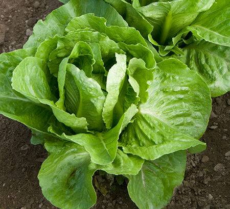 Romaine