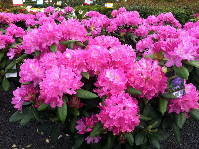 pink flowers of Roseum Elegans Rhododendron bush