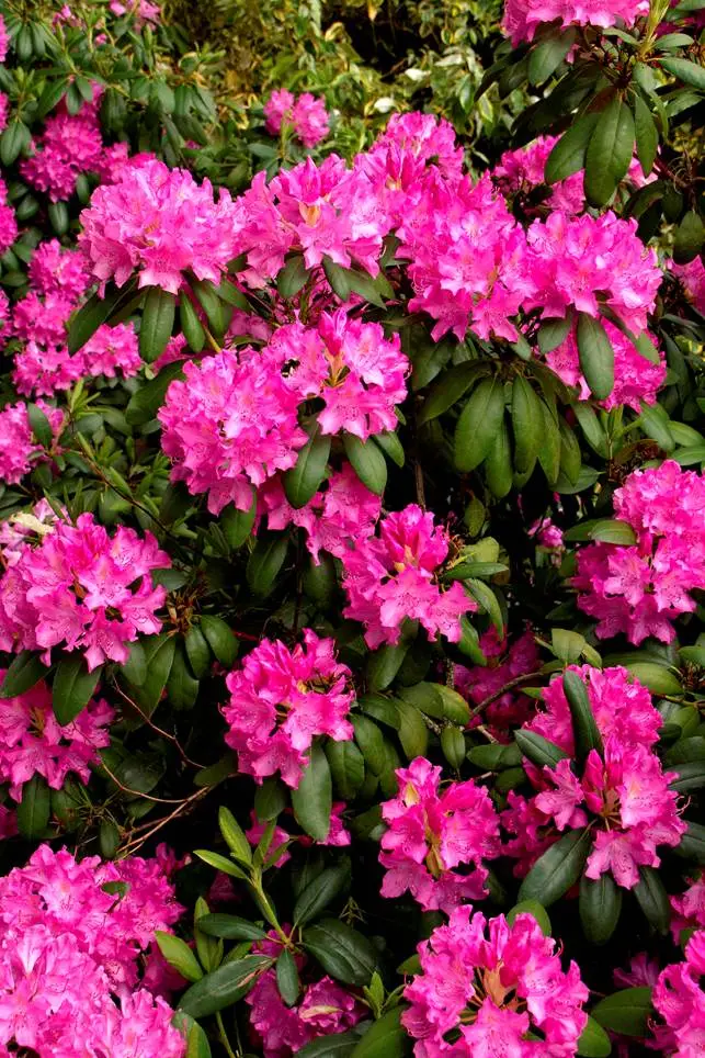 Roseum elegans