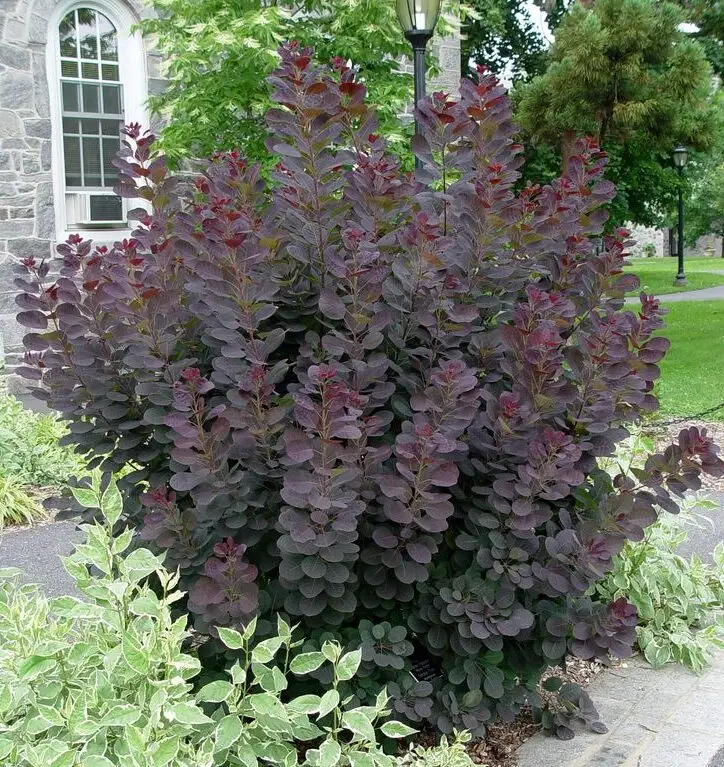 Burgundy foliage of Royal Purple Smoke bush
