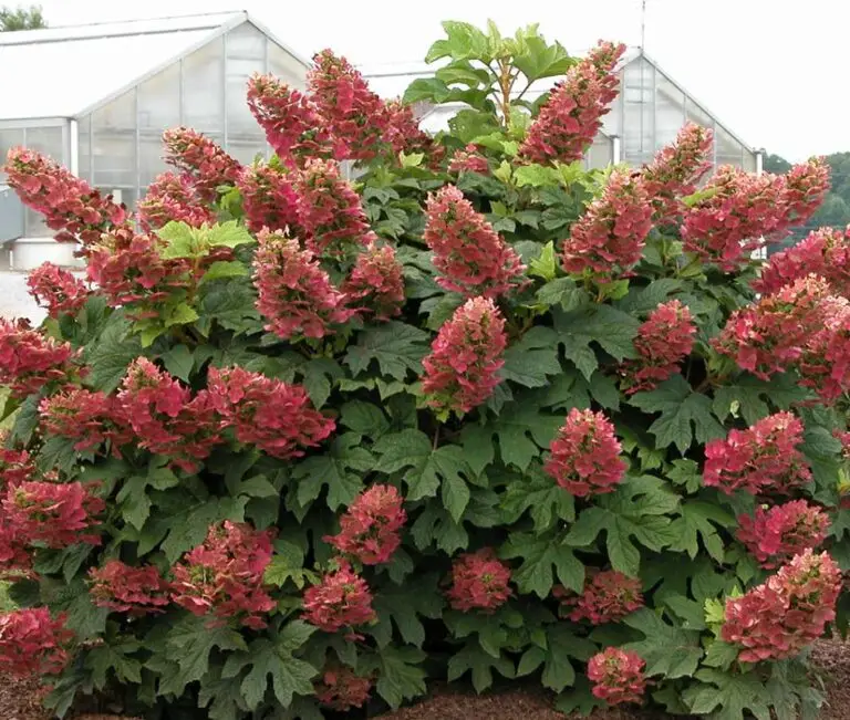 Ruby Slippers Hydrangea