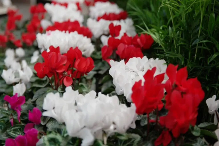 Red & White