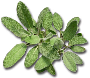 sage plants for sale