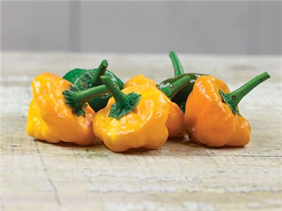 Scotch Bonnet