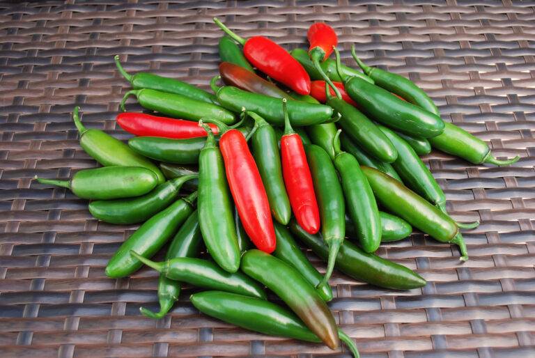 Serrano