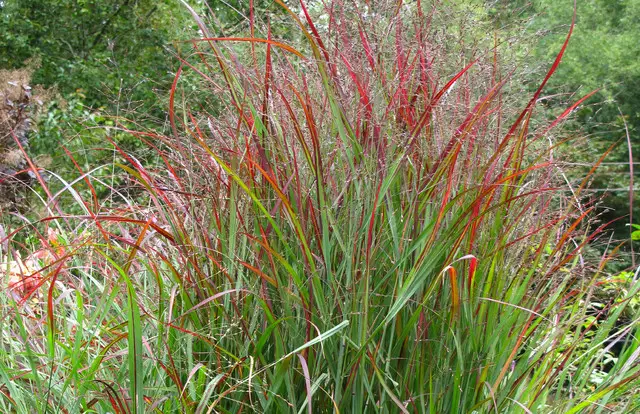 Shenandoah Switch Grass
