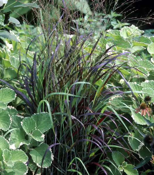 Shenandoah Switch Grass