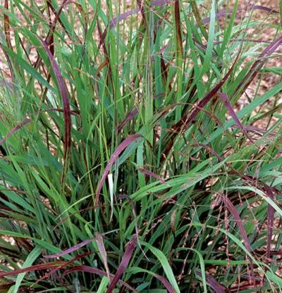 Shenandoah Switch Grass