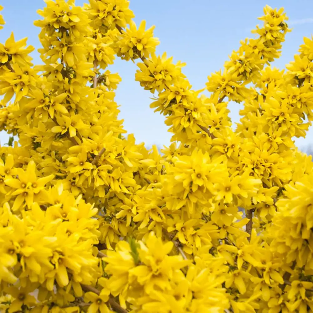 Yellow flowers of Show Off Forsythia Plant