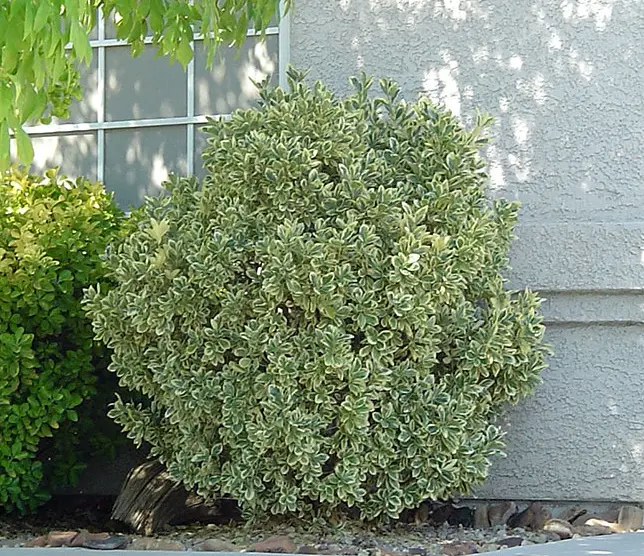 Variegated foliage of Silver King Japanese Euonymus