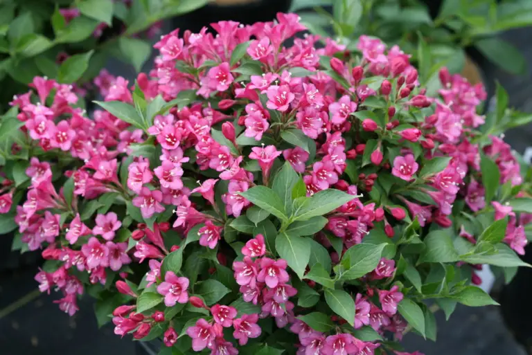 Snippet Dark Pink Weigela