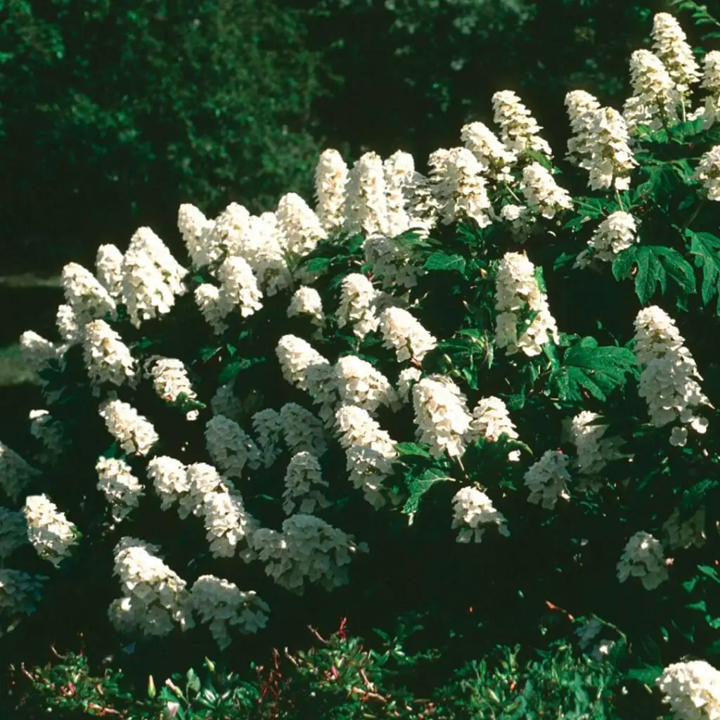 Snow Queen Hydrangea