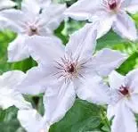 Clematis Snow Queen