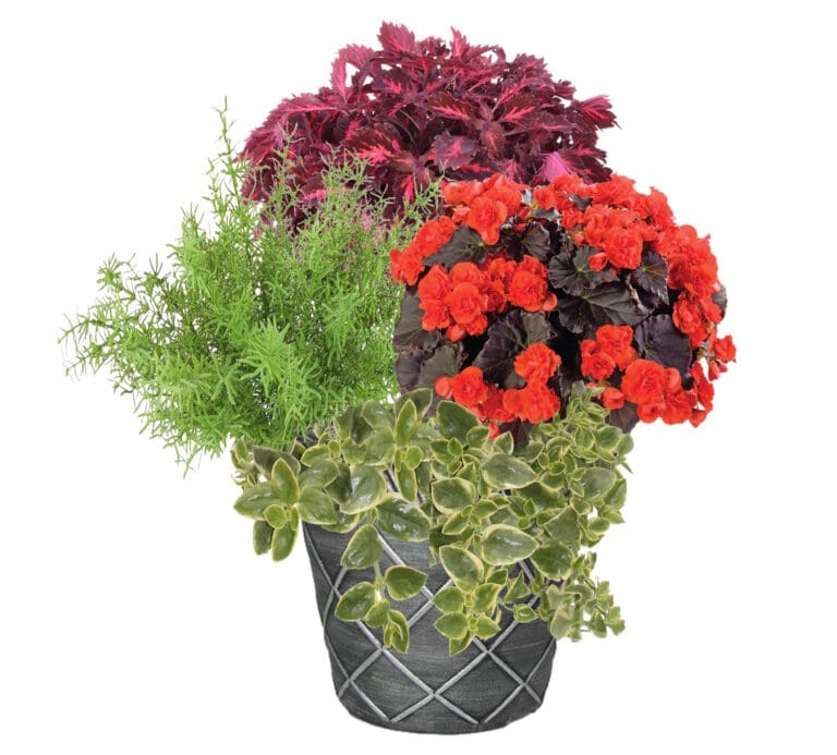 Solenia Orange Mix