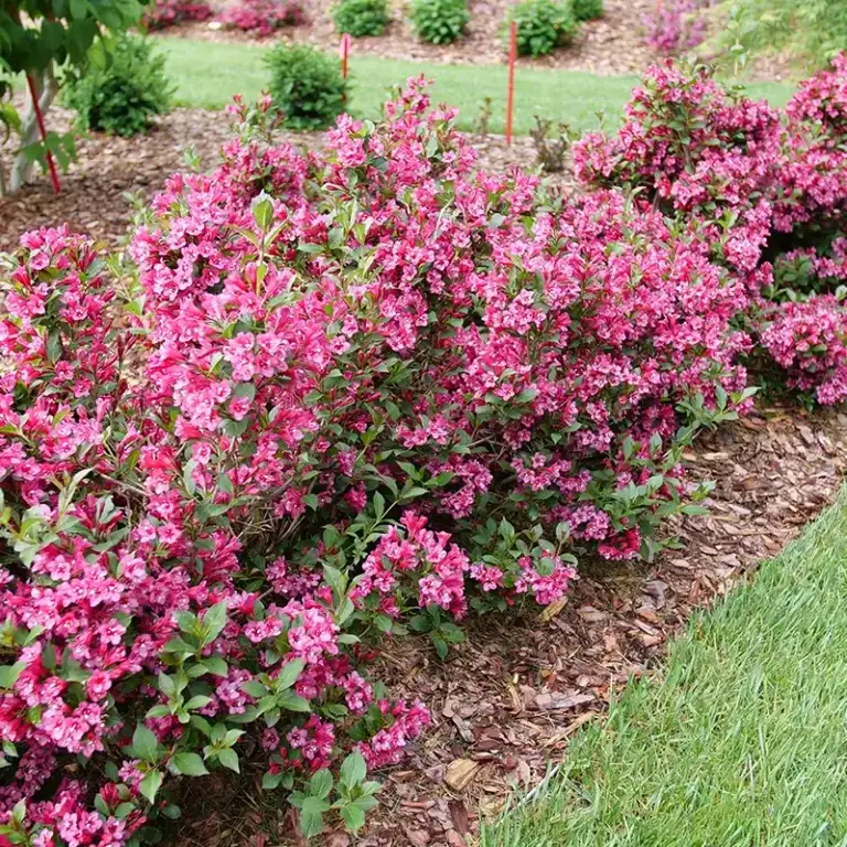 Sonic Bloom Punch Weigela