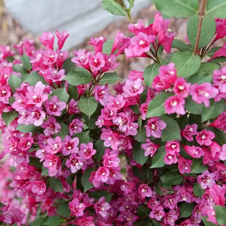 Sonic Bloom Punch Weigela