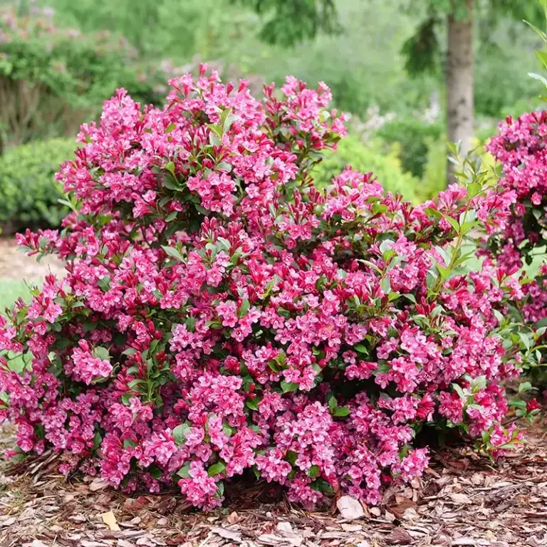 Sonic Punch Weigela