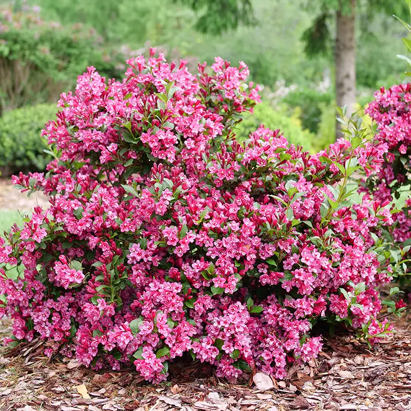 Pink flowers of Sonic Punch Weigela