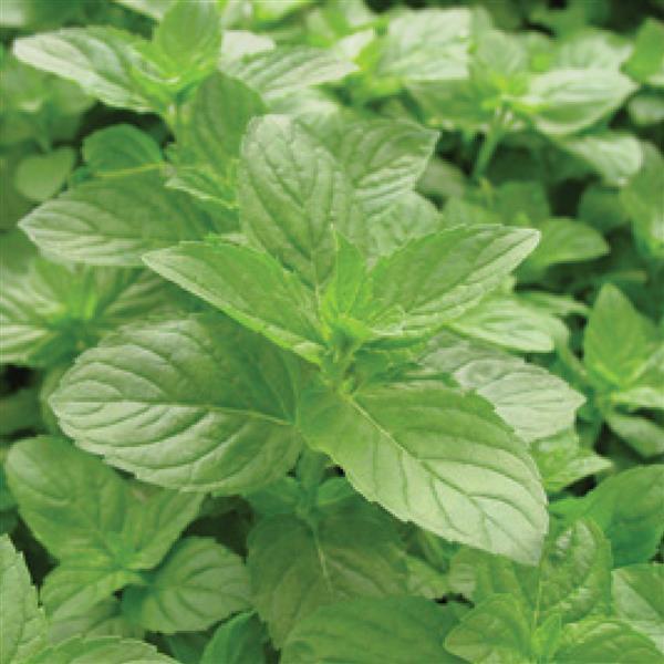 Spearmint
