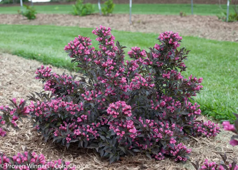 Spilled Wine Weigela
