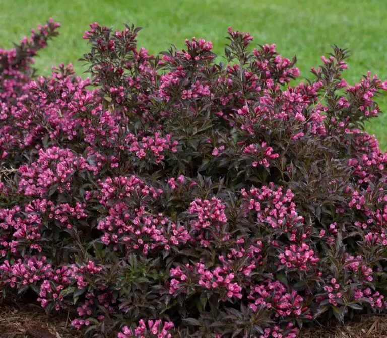 Spilled Wine Weigela