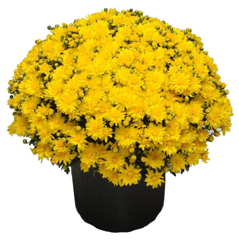 Stellar Yellow