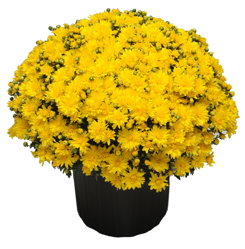 Yellow Fall Mum