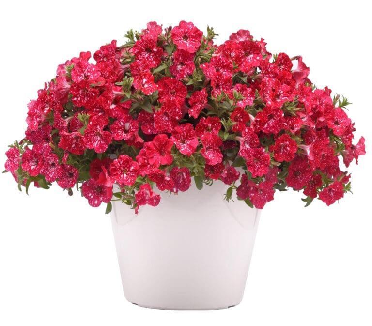 Headliner Strawberry Sky