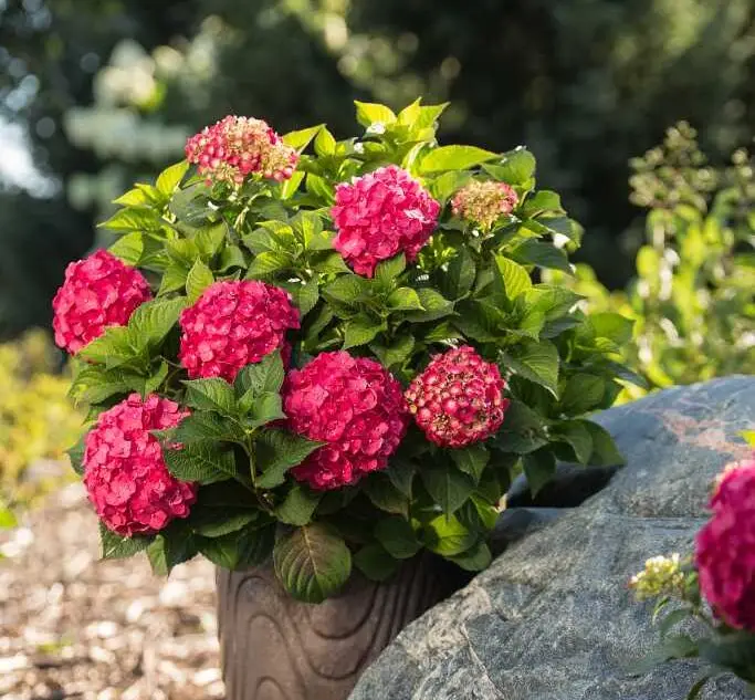 Endless Summer Summer Crush Hydrangea