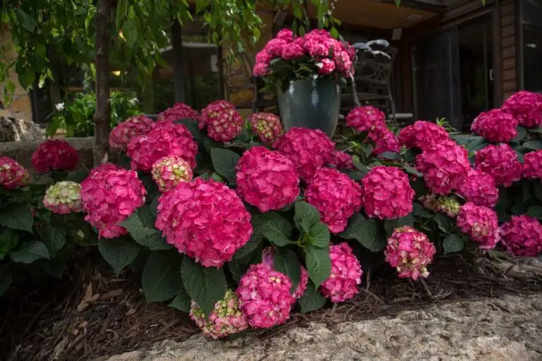 Endless Summer Summer Crush Hydrangea