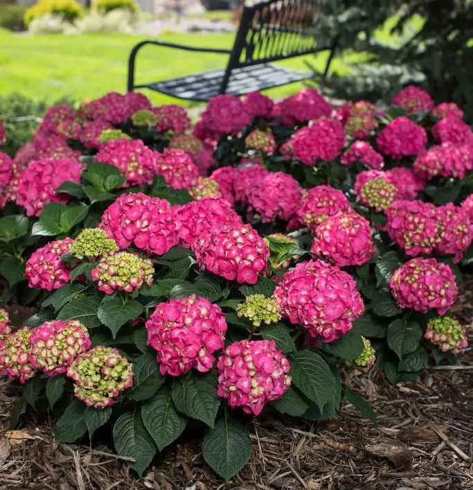 Endless Summer Summer Crush Hydrangea