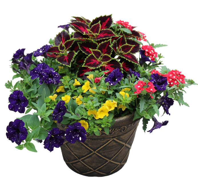 Coleus & Petunia mixed flower Planter